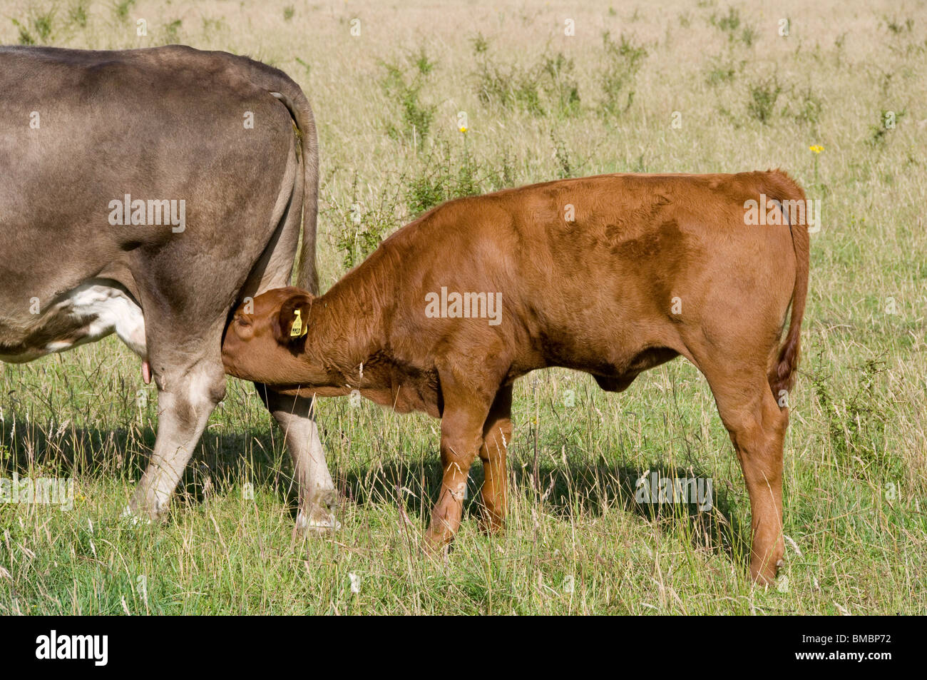 Lincoln Red calf suckling Stock Photo