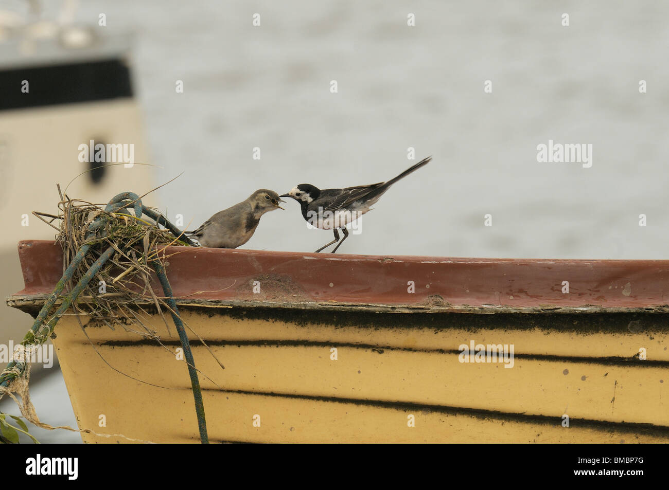 Adult Pied Wagtail feeding young on a boat Stock Photo