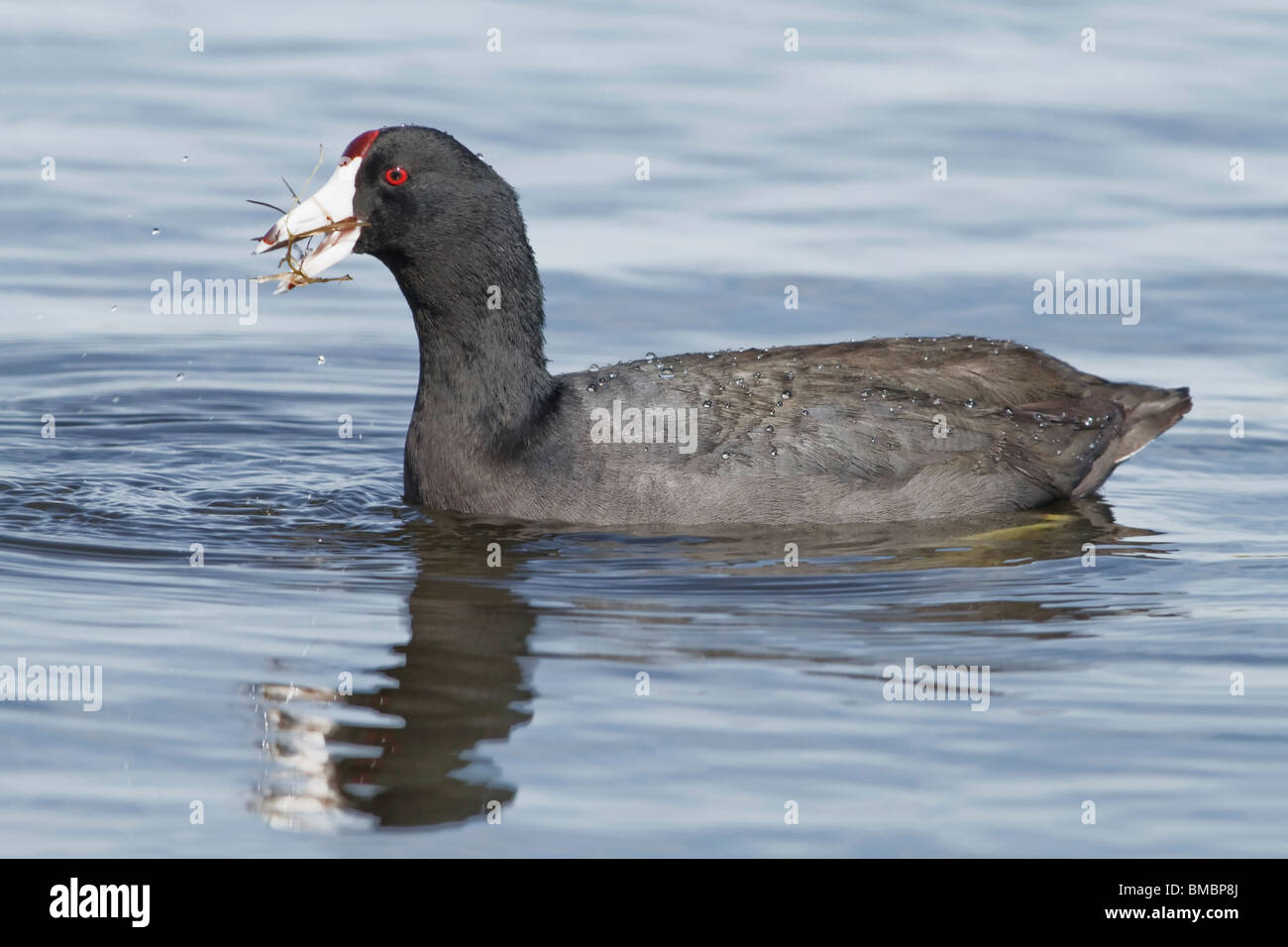 An adult American Coot feeding on pond weed Stock Photo