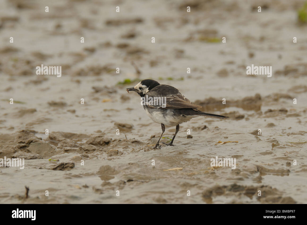Adult pied wagtail feeding in mud Stock Photo