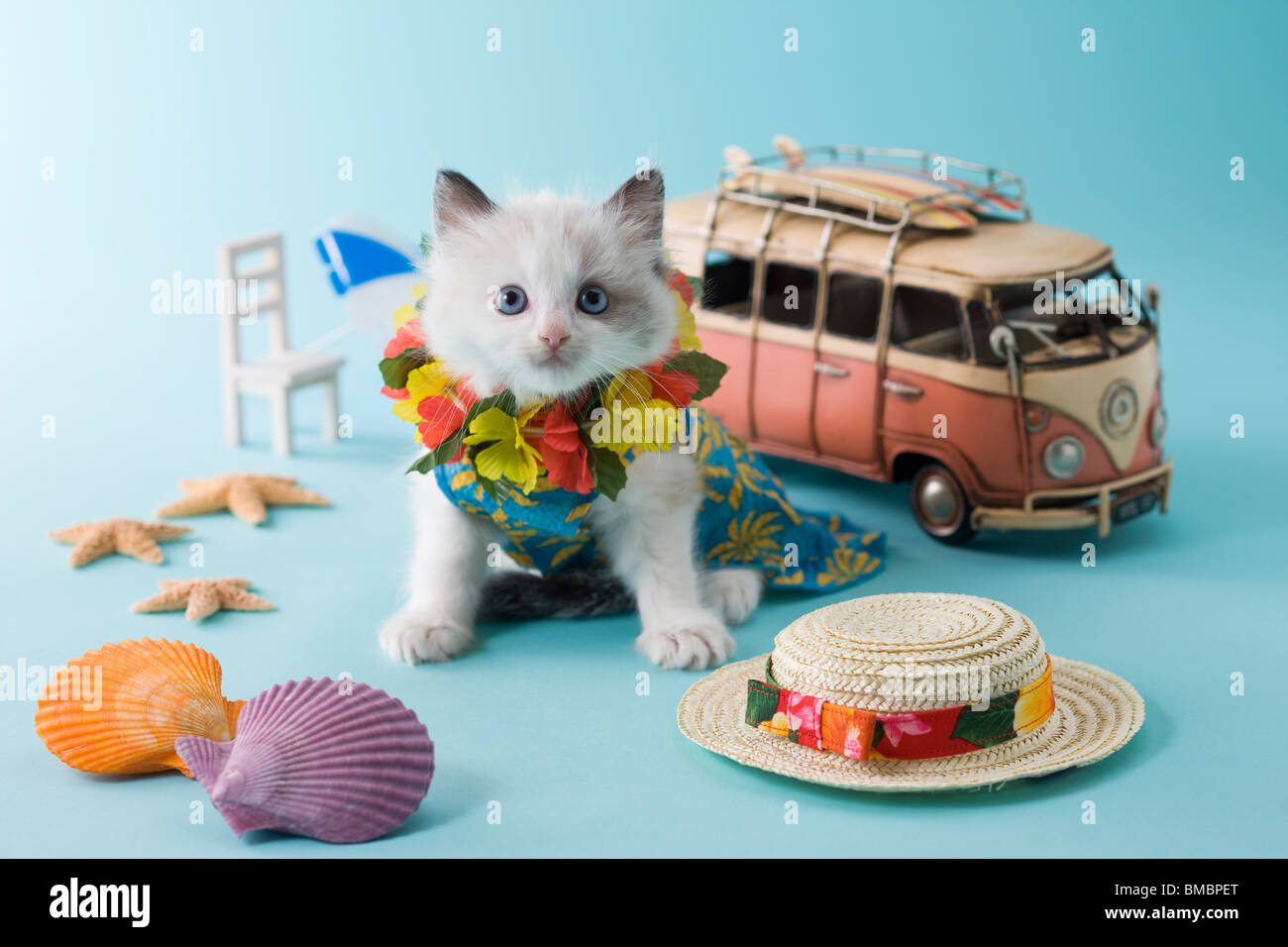 Rag Doll Kitten and Summer Vacation Stock Photo Alamy