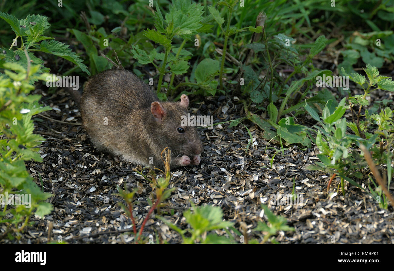 Brown rat eating under birdtable Stock Photo Alamy