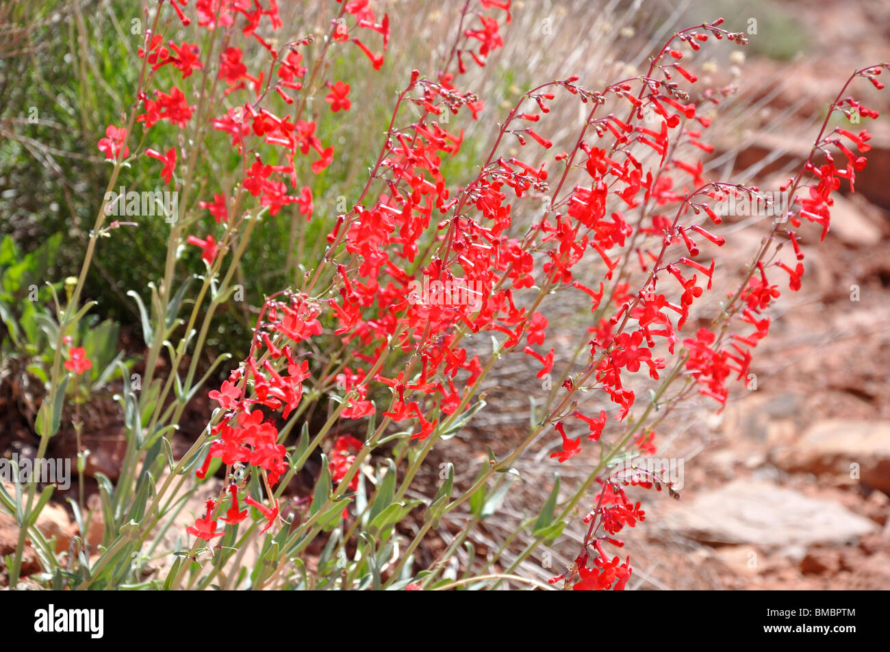 Eaton's Penstemon (Scarlet-bugler Penstemon) flowers, Arches National Park, Utah, USA Stock Photo