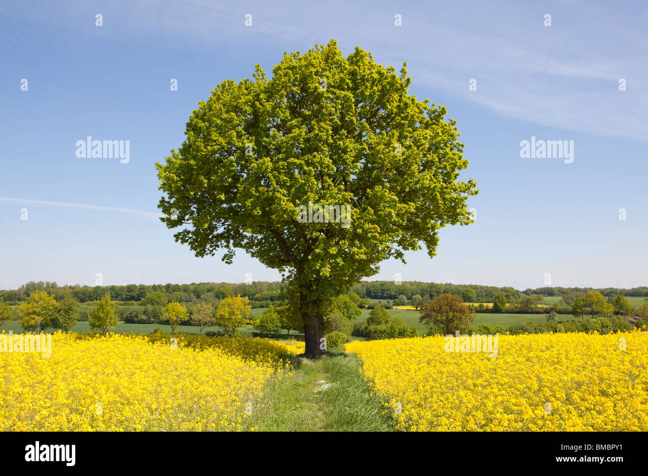 Rapre Tree Rape field with a oak tree Stock Photo - Alamy