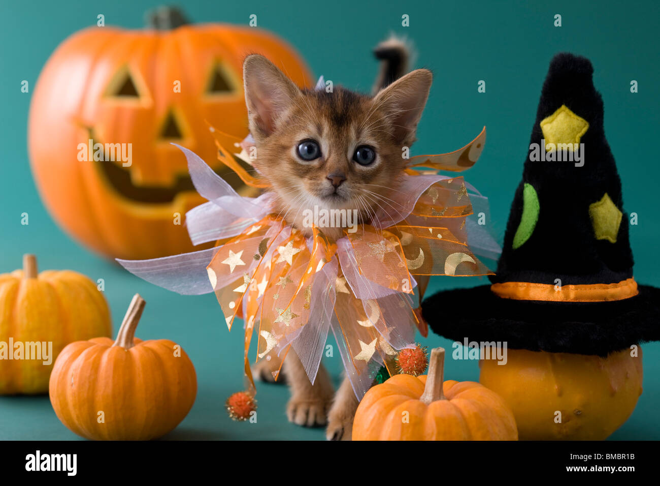 Abyssinian Kitten and Halloween Stock Photo - Alamy