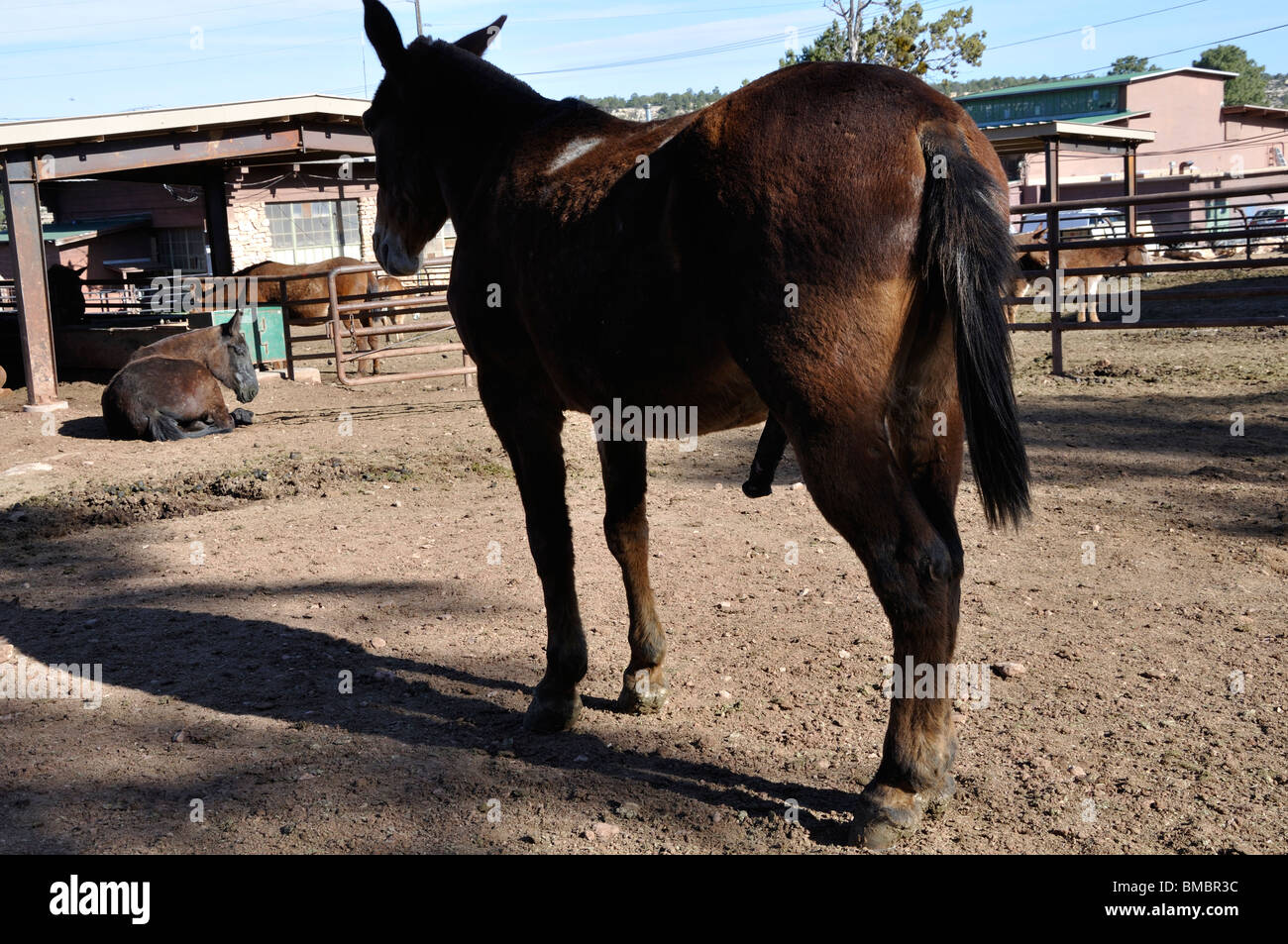 Mule, Grand Canyon, Arizona, USA Stock Photo