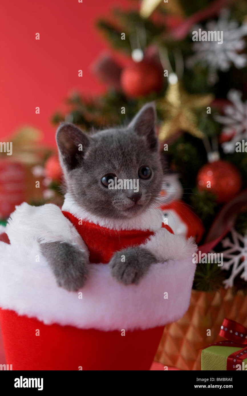 Russian Blue Kitten and Christmas Stock Photo