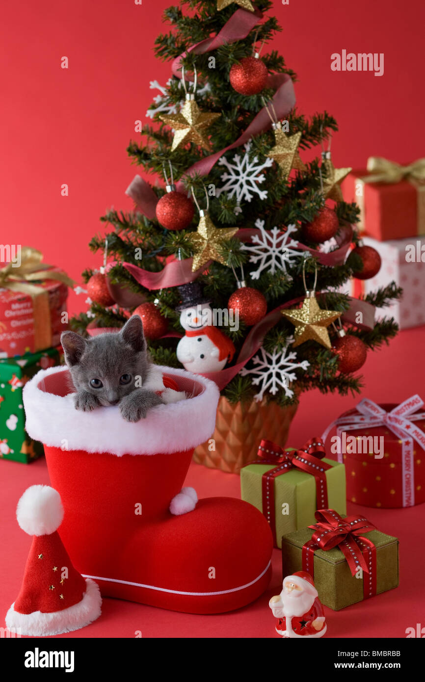 Russian Blue Kitten and Christmas Stock Photo