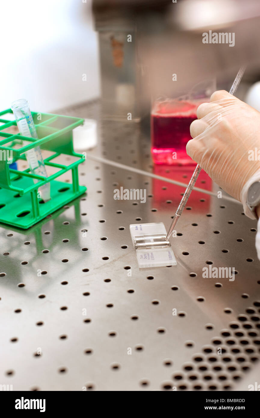 Scientist working with cells and cell medium in a laminar Stock Photo