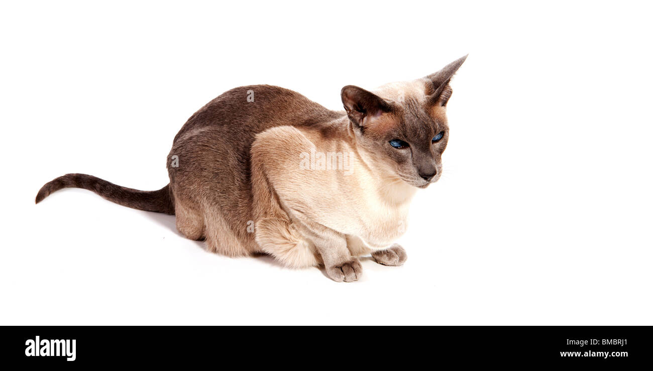 Blue point Siamese cat isolated over white Stock Photo