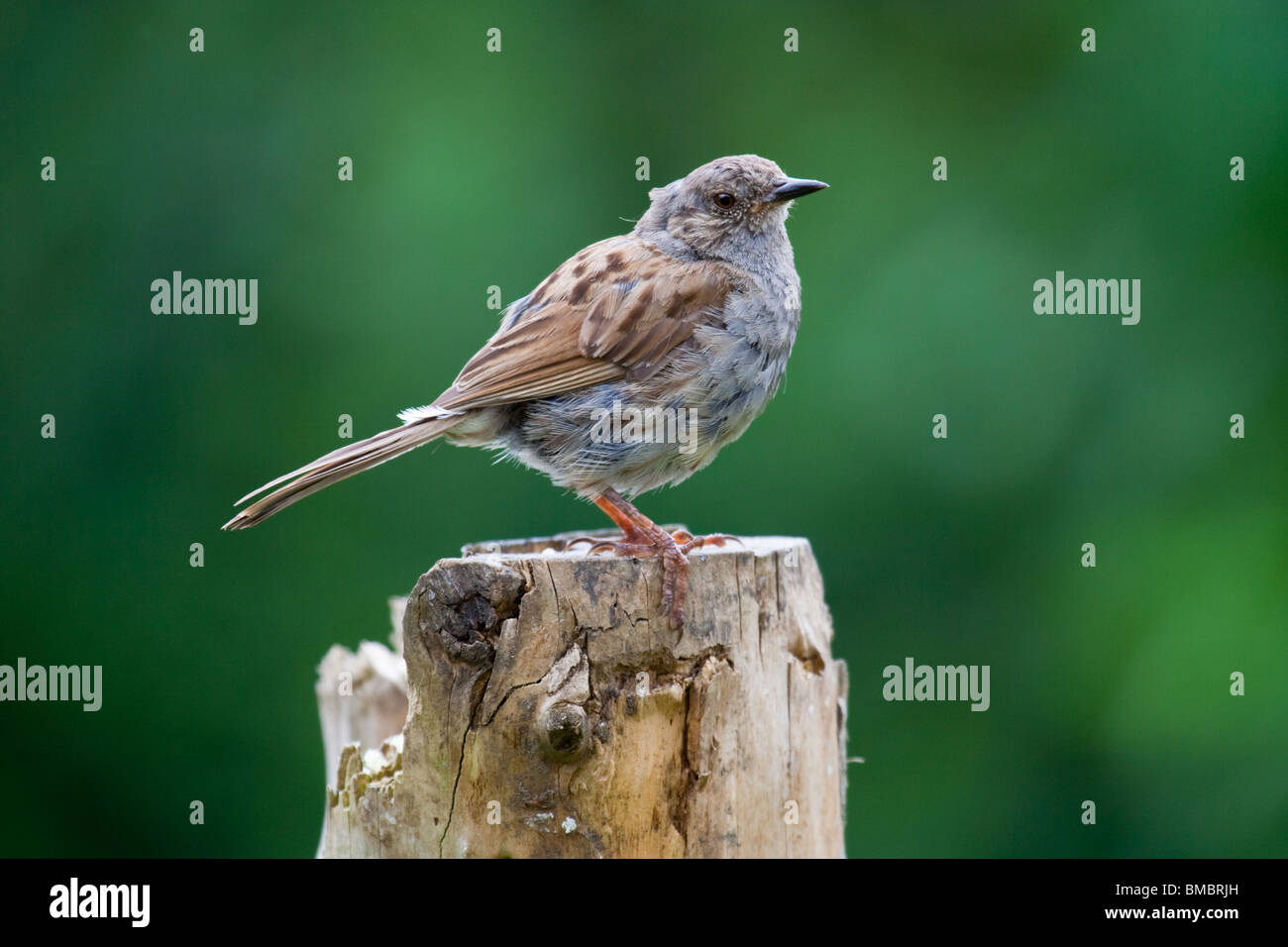 Juvenile Dunnock on post Stock Photo