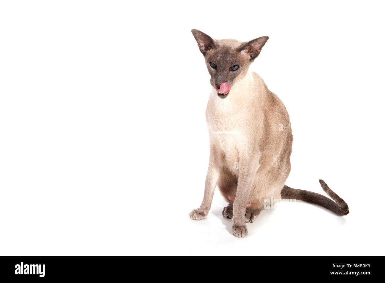 Blue point siamese cat with tongue isolated over white Stock Photo