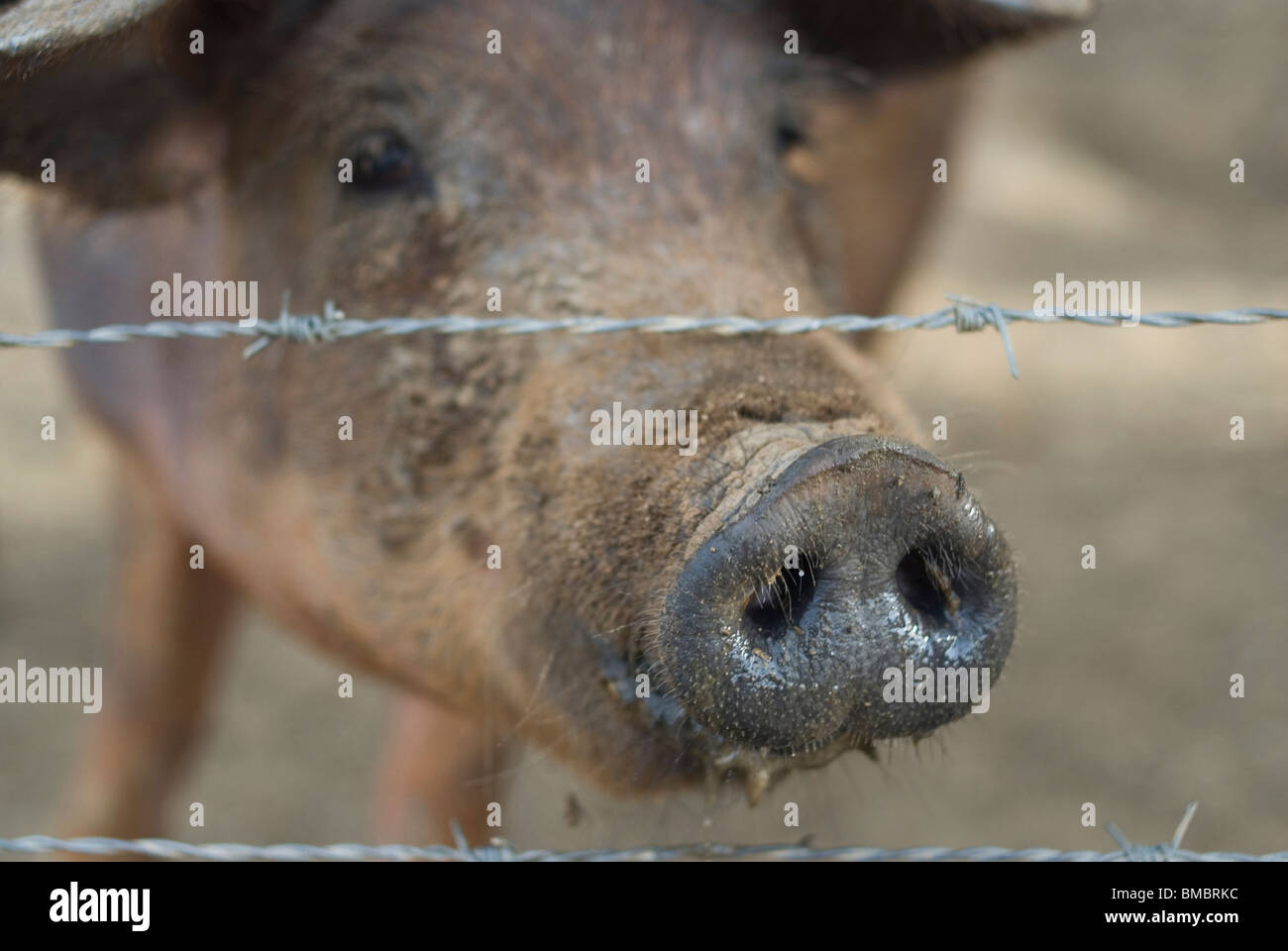 Cerdos ibericos en la provincia de Badajoz. Extremadura. España