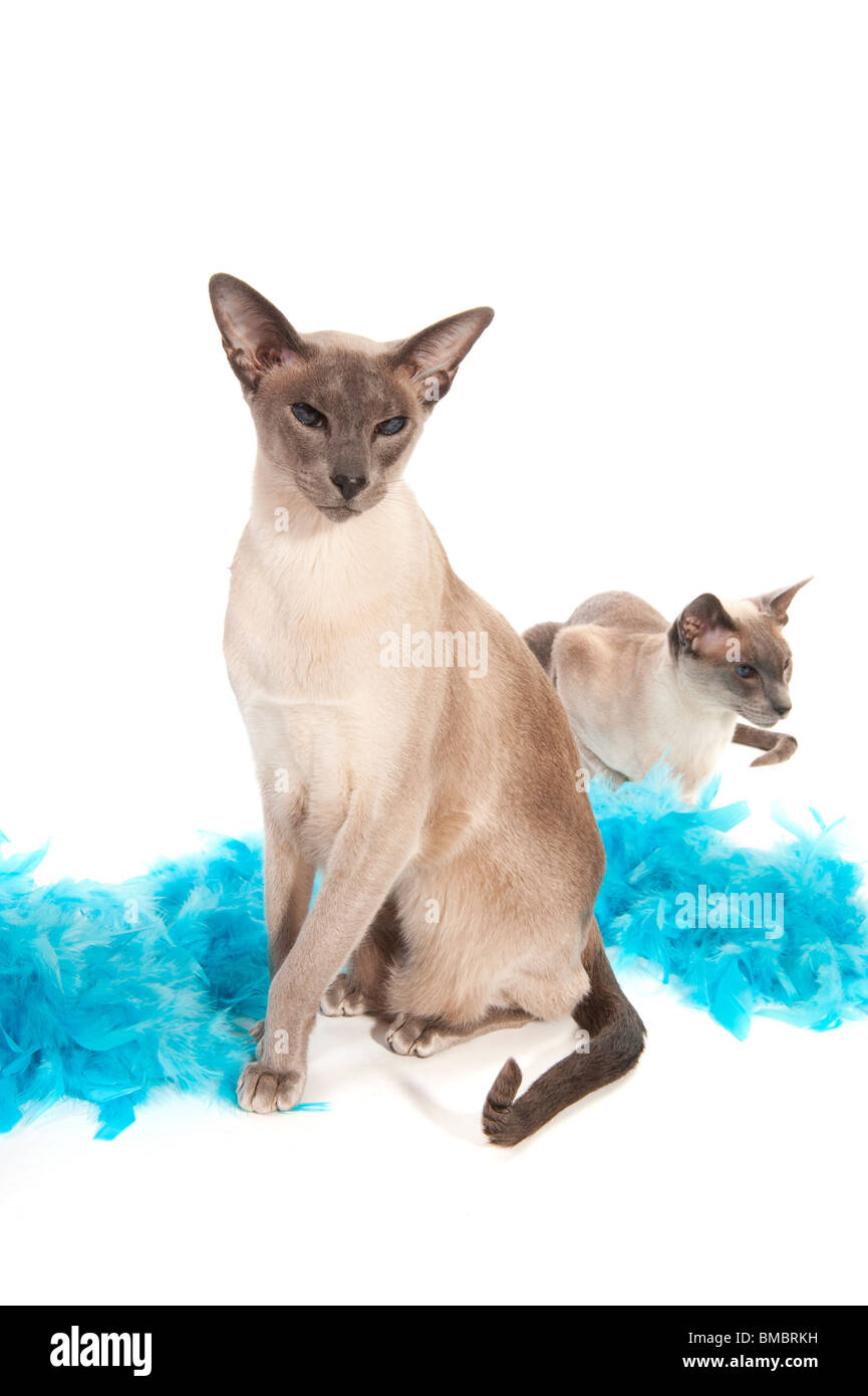 Two siamese cats with blue feathers isolated over white Stock Photo