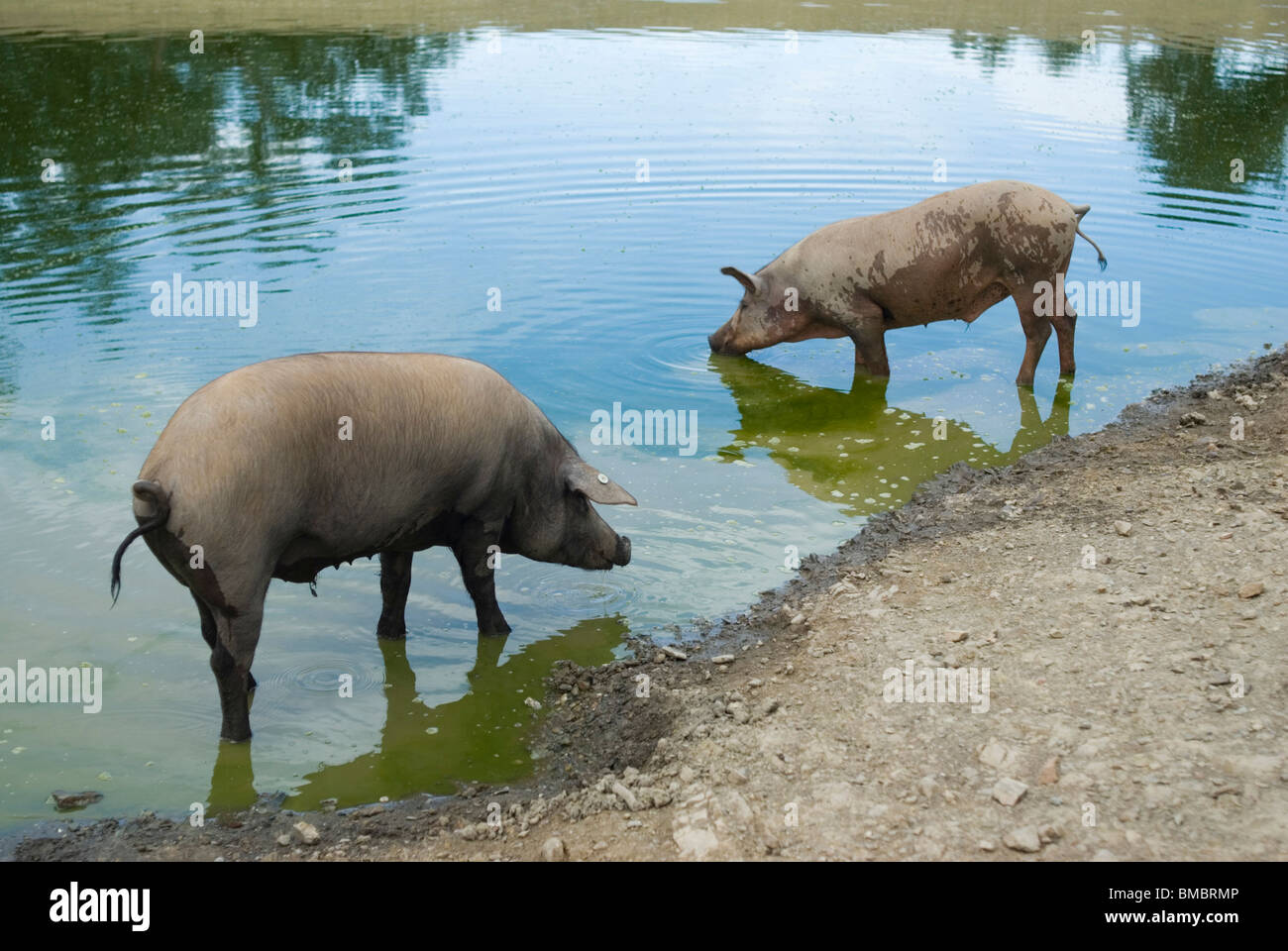 Cerdos cerdos cerdos cerdos cerdos cerdos hires stock photography and