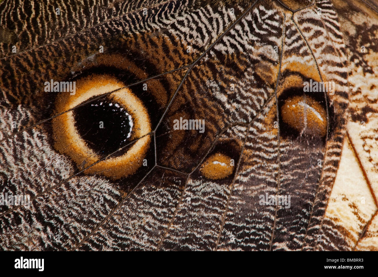 Butterfly with eye spot on wings hires stock photography and images