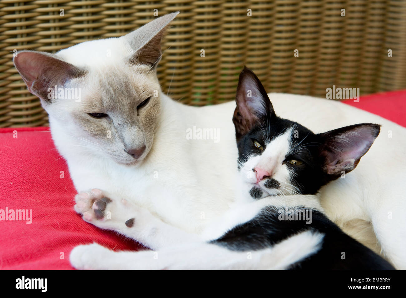 Black And White Siamese Cats