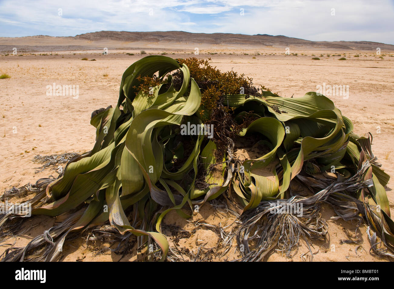 Welwitschia mirabilis in the Namib desert, Namibia Stock Photo - Alamy