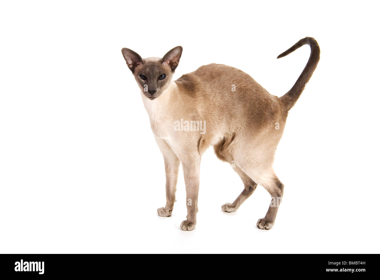 Blue point Siamese in studio isolated over white Stock Photo