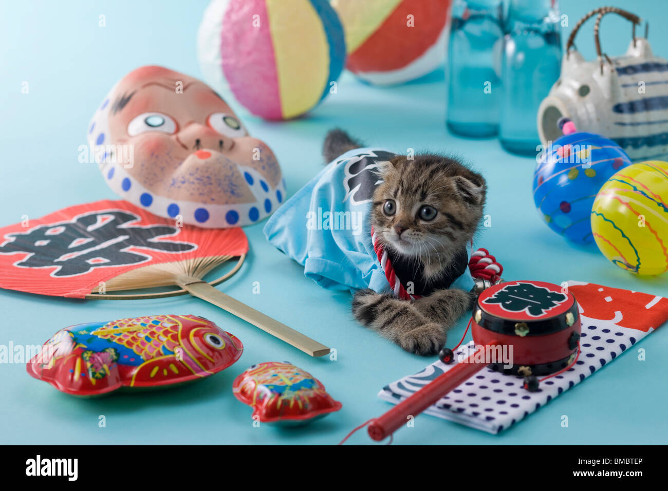 Scottish Fold Kitten and Summer Festival Stock Photo