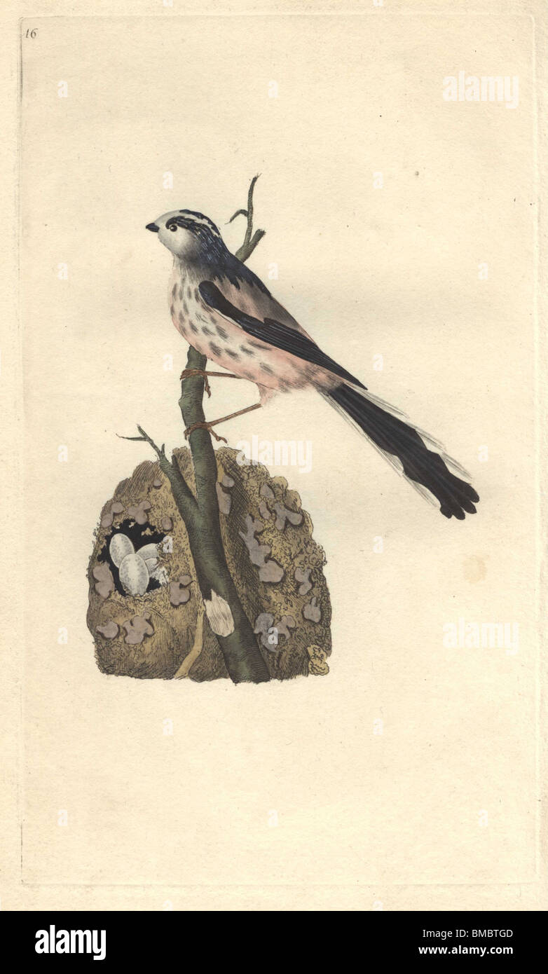 Long-tailed titmouse or long-tailed tit, with pink, white and black ...