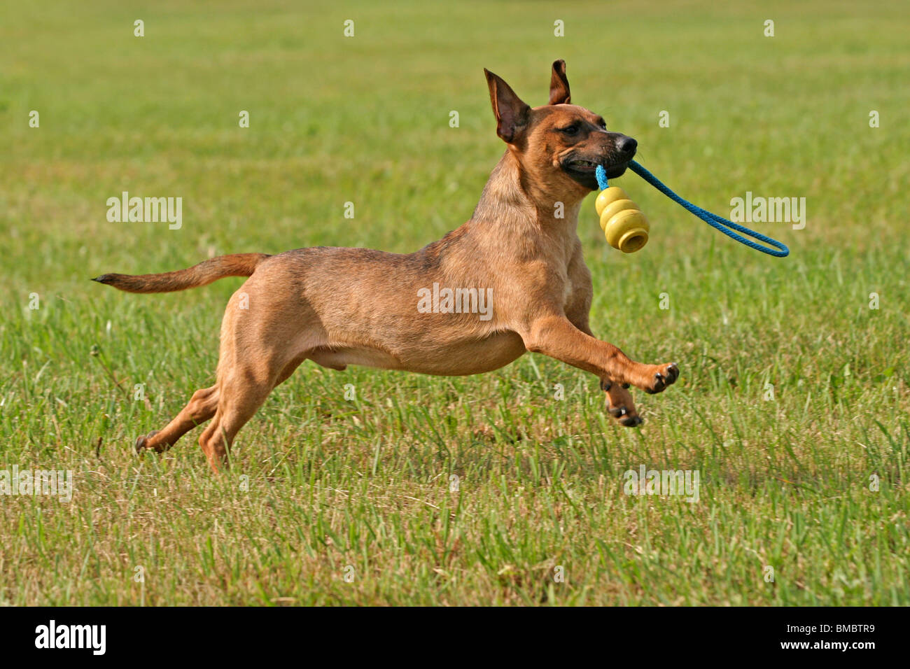 rennender Hund / dog Photo - Alamy
