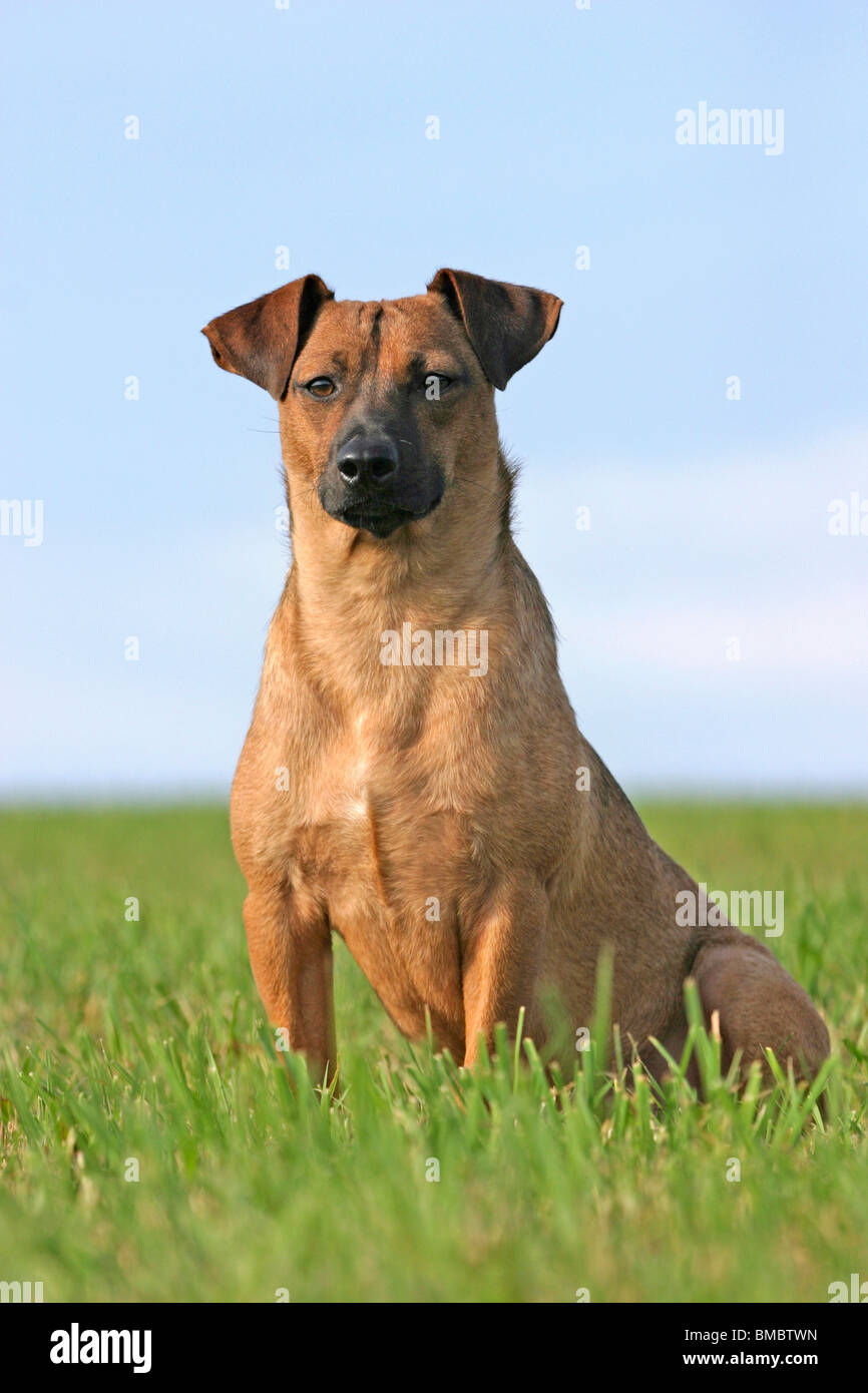 Brauner Hund Stock Photos &amp; Brauner Hund Stock Images Alamy