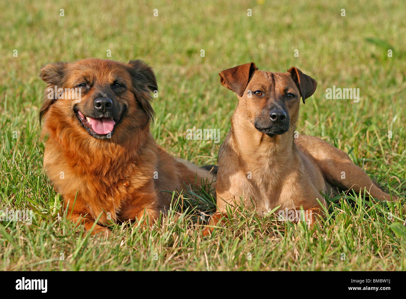 zwei Mischlinge / two dogs Stock Photo