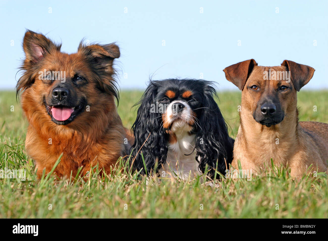 Drei hunde three dogs hi-res stock photography and images - Alamy