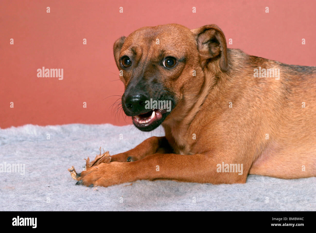 fressender Hund / eating dog Stock Photo