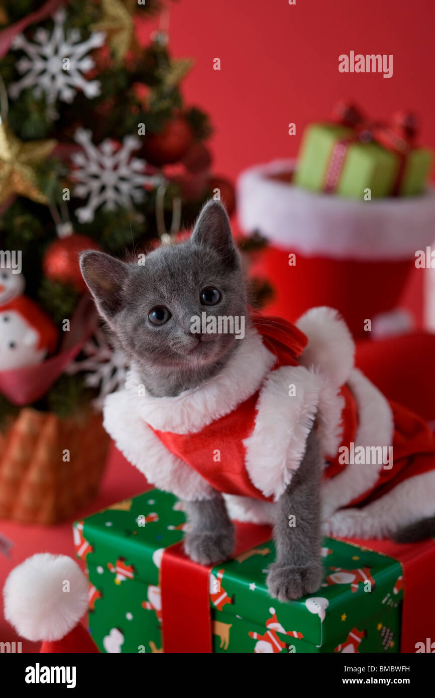 Young Playful Russian Blue Kitten Playing Weight Scale Gorgeous Blue Stock  Photo by ©MNStudio 661048912