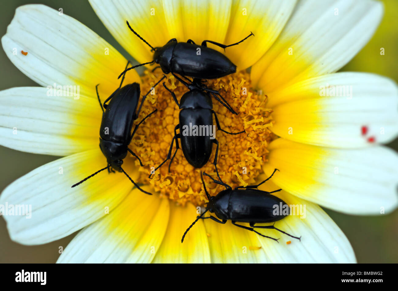 Small insects on a blooming flower. Stock Photo