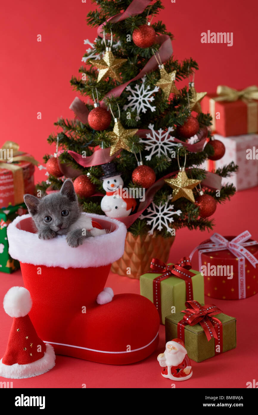 Russian Blue Kitten and Christmas Stock Photo