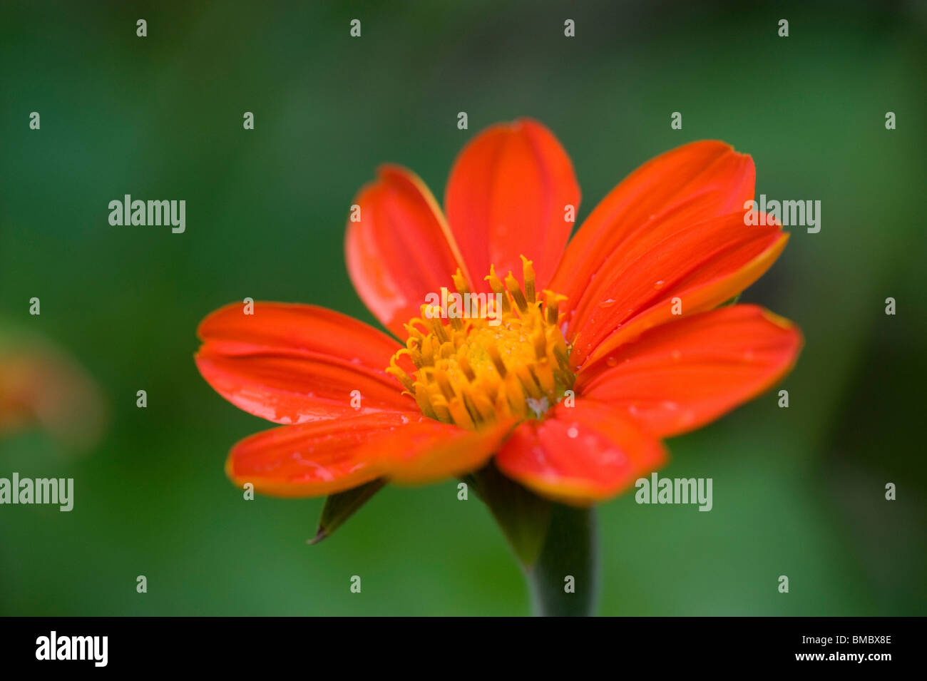 Lake Of The Woods, Ontario, Canada; Flower In The Woods Stock Photo Alamy
