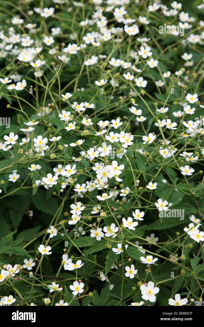 Ranunculus  aconitifolius Flore Pleno White Flower Stock Photo