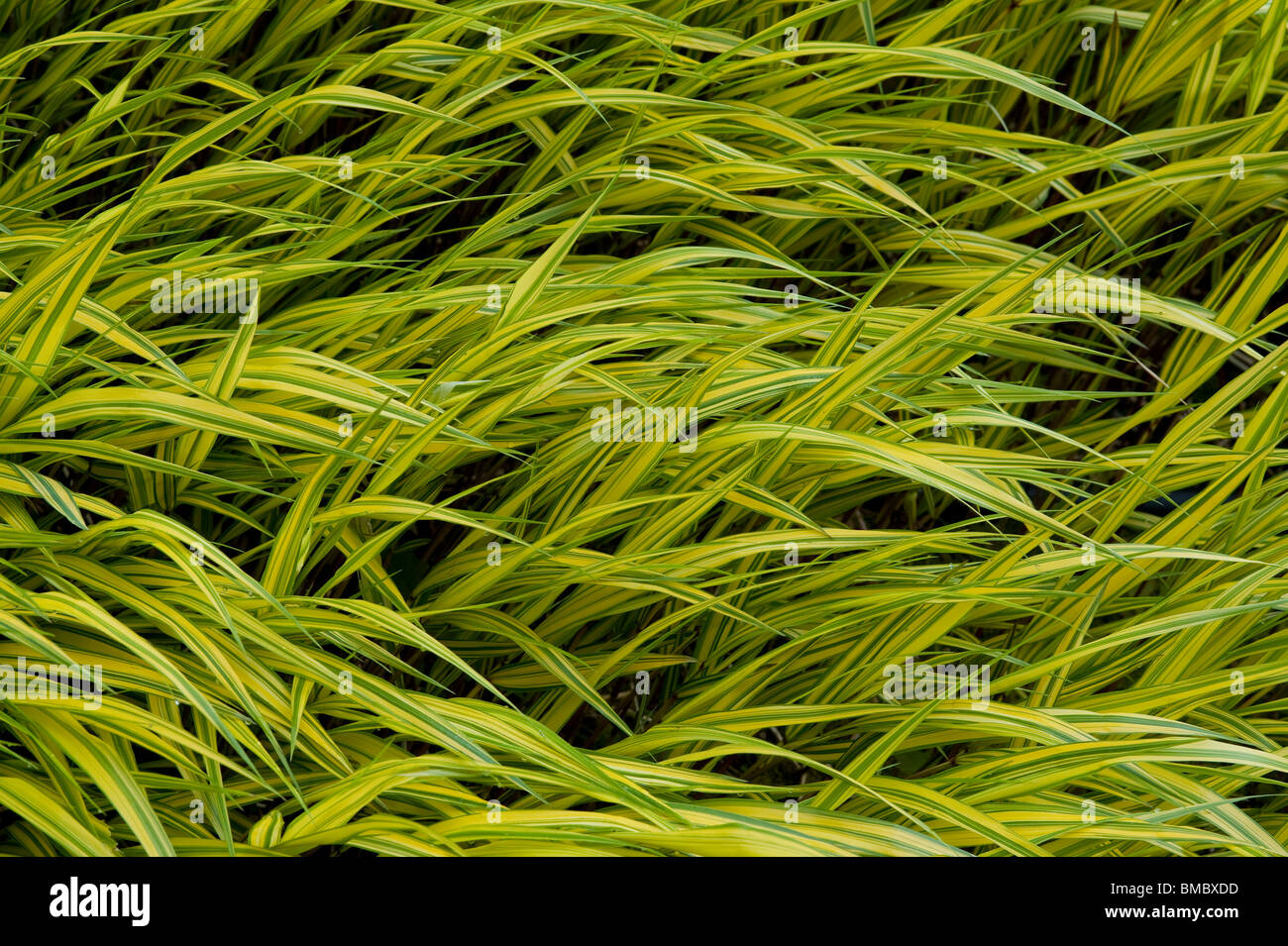 Bellevue Botanical Garden with reed canary grass phalaris arumdinacea picta Bellevue Washington State USA Stock Photo