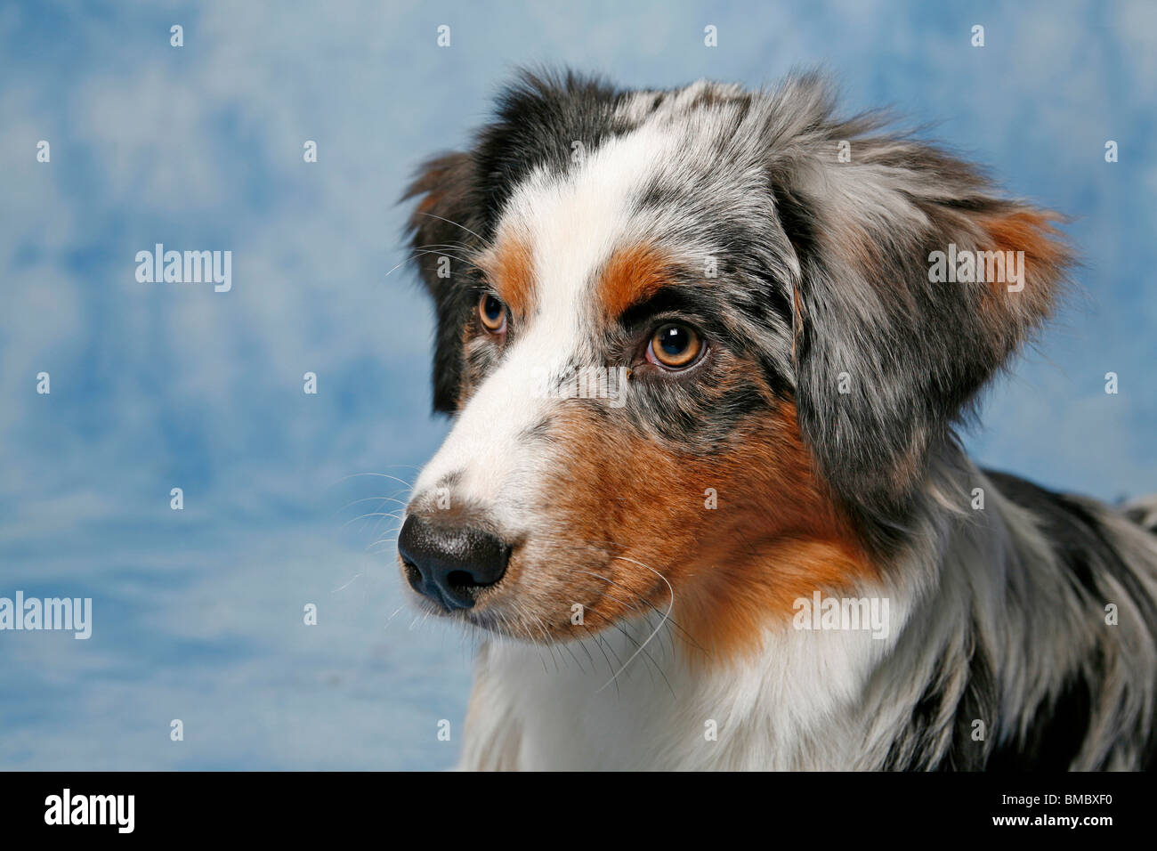 Australian Shepherd Portrait Stock Photo - Alamy