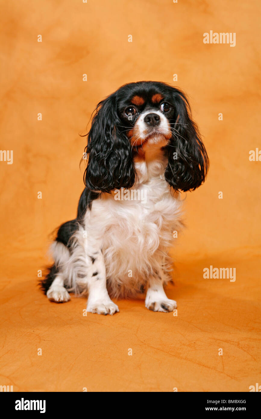 Cavalier King Charles Spaniel Stock Photo Alamy