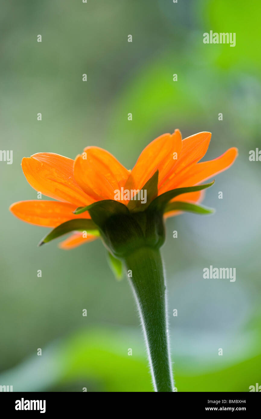 Lake Of The Woods, Ontario, Canada; Flower In The Woods Stock Photo Alamy