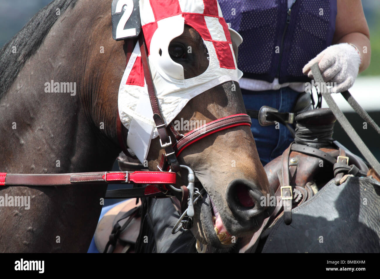 A bay race horse being led buy the outrider at the beginning of a race