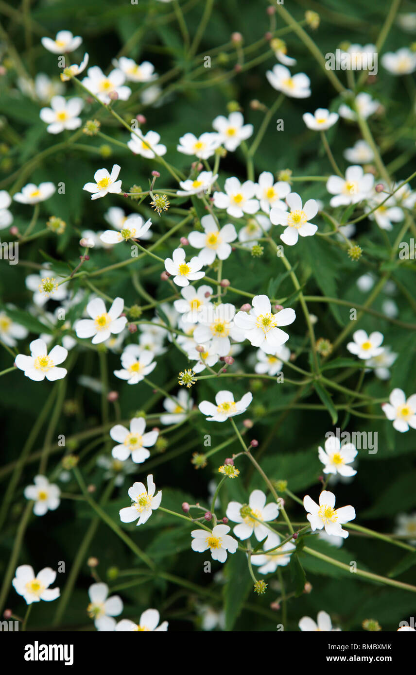 Ranunculus  aconitifolius 'Flore Pleno' Stock Photo