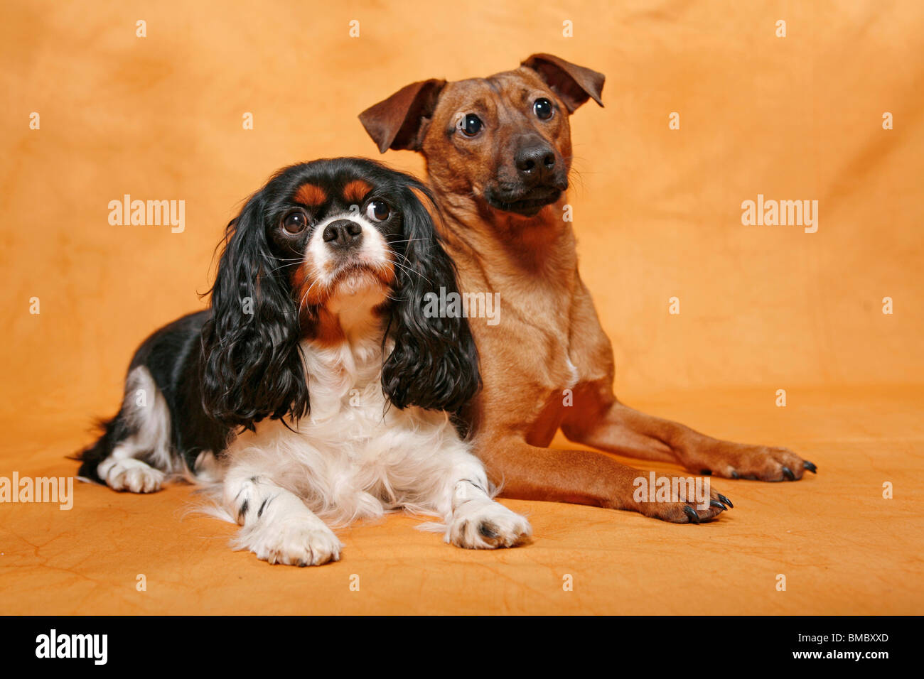Hunde / dogs Stock Photo