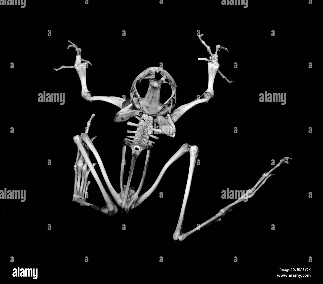 A frog skeleton on a black background. Stock Photo