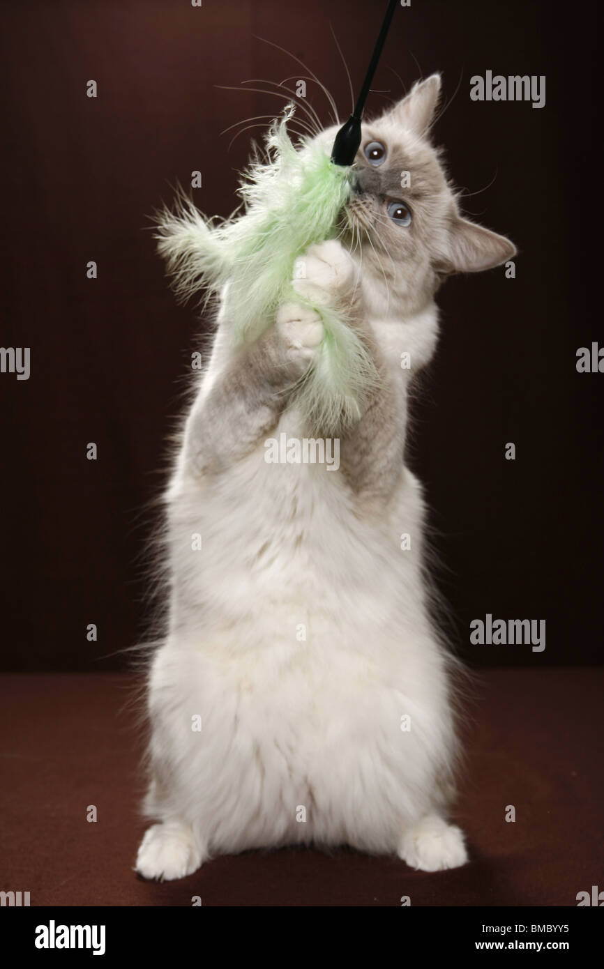 spielende Ragdoll / playing Ragdoll Stock Photo - Alamy