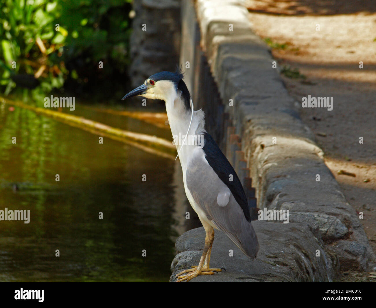 Black-crowned Night Heron Stock Photo