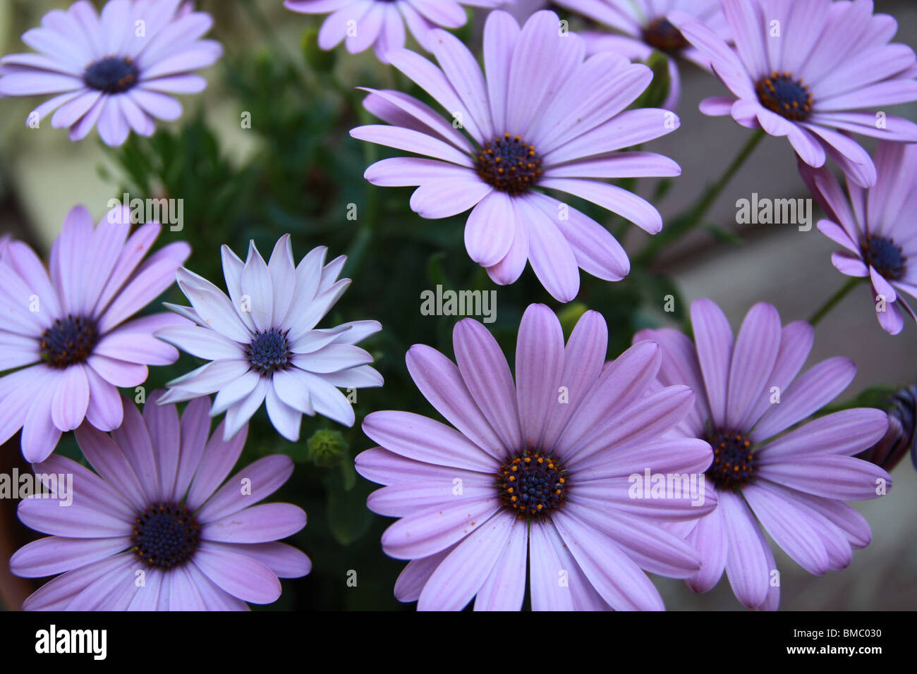 A close up of african daisies Stock Photo Alamy
