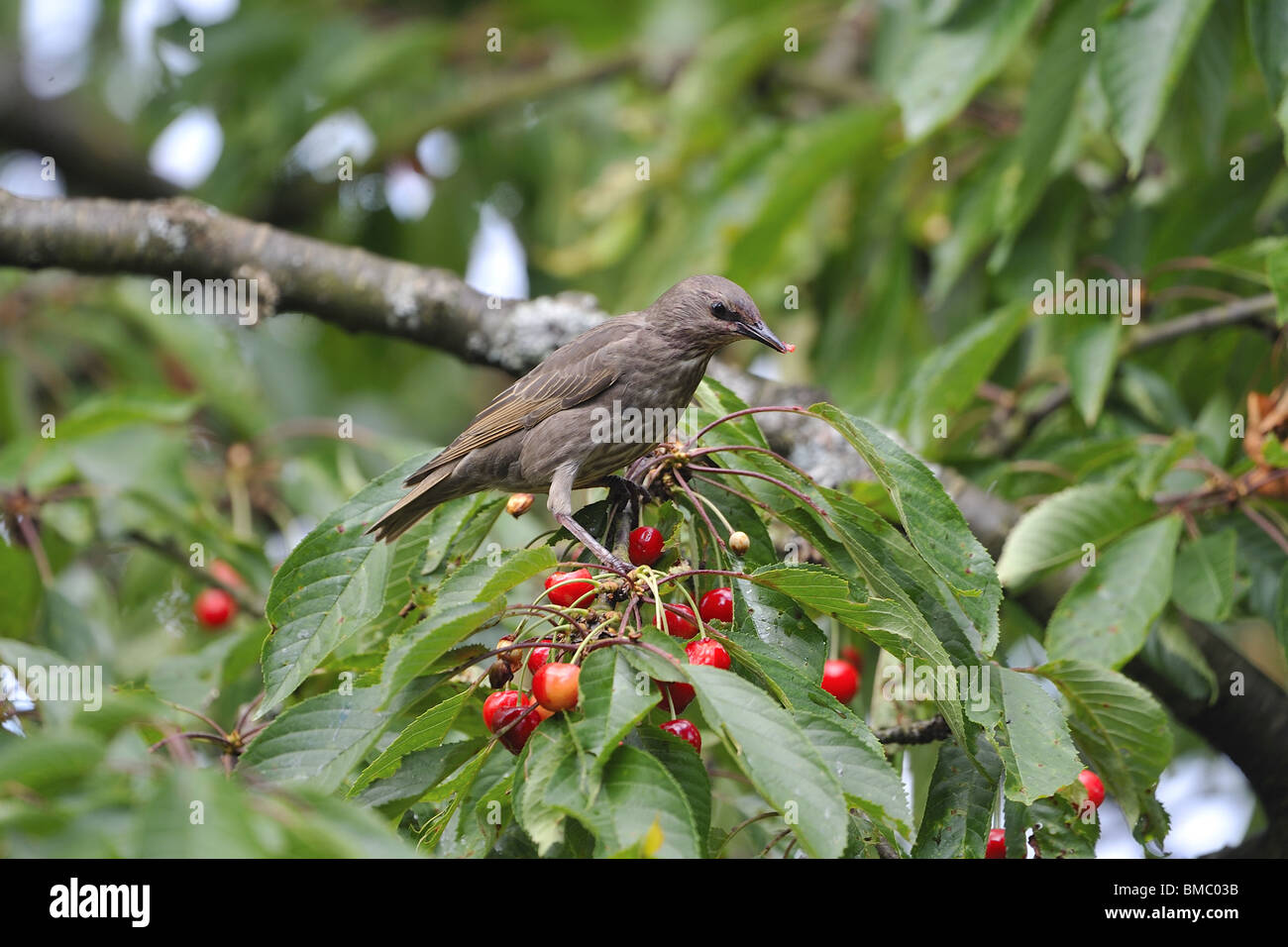 Immature starling (Sturnus vulgaris) eating cherries on the tree in summer Stock Photo