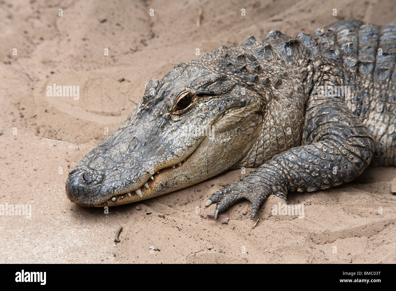 ROA01(D) American alligator, Alligator mississippiensis, captive Stock Photo