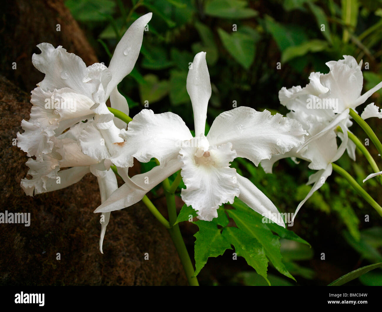 White Cattleya Orchids. Laelia lobata from Brazil Stock Photo