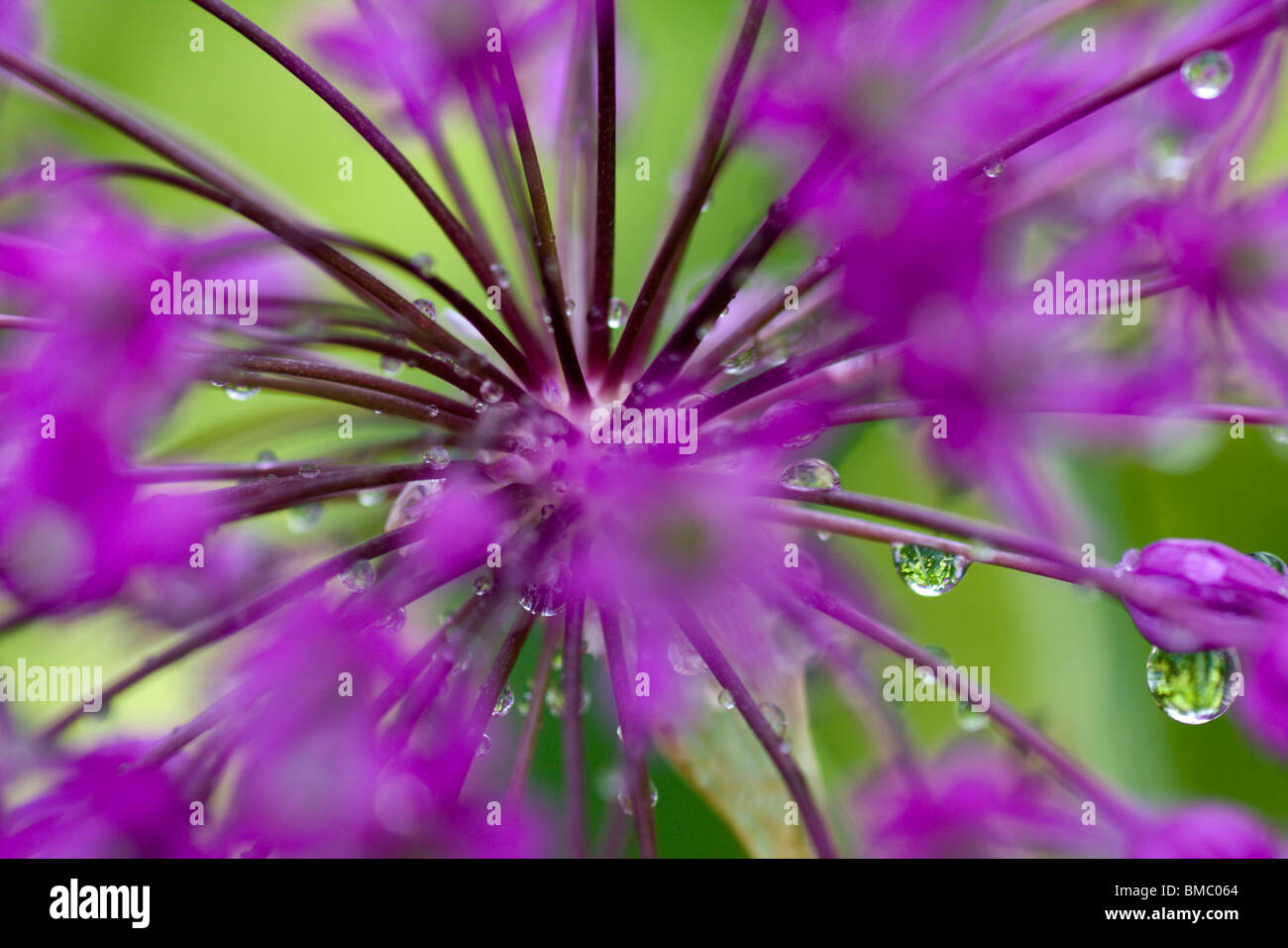 Macro of the rain drops on the purple flower. Stock Photo